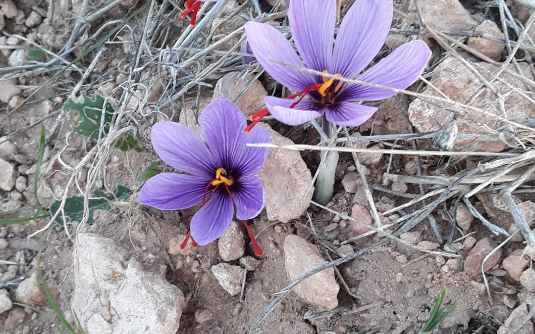 Plantación del azafrán