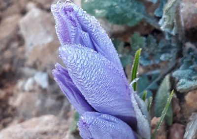 flor del azafrán