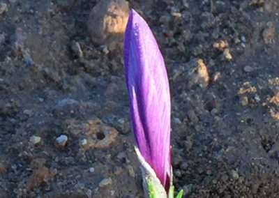 Flor del Azafrán