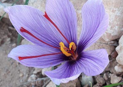 Flor del azafrán