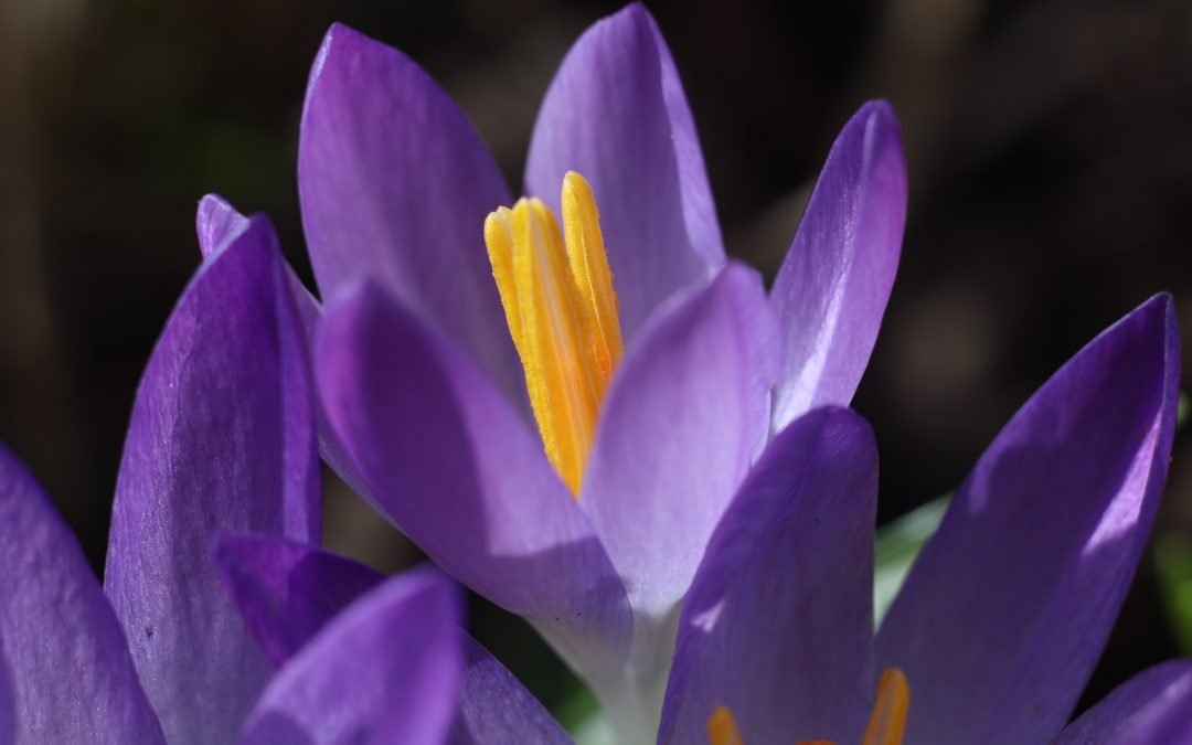 Floración del azafrán